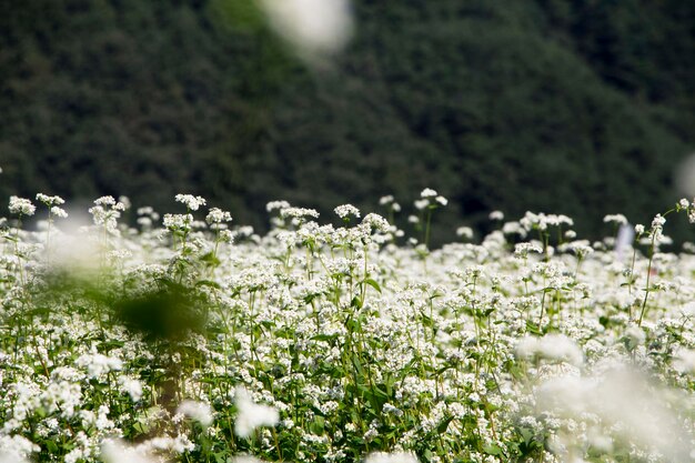 Las hermosas flores de trigo sarraceno en el campo.