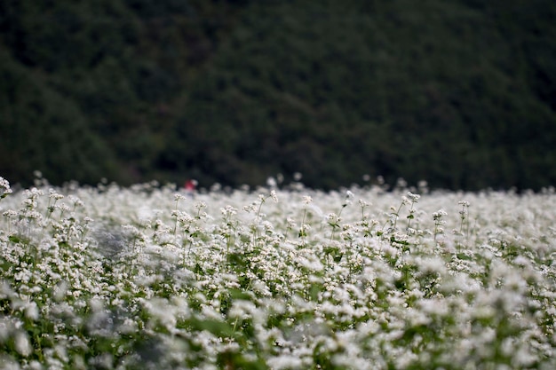 Las hermosas flores de trigo sarraceno en el campo.