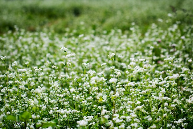 Las hermosas flores de trigo sarraceno en el campo.