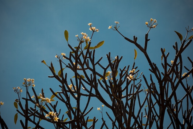 Hermosas flores tropicales frangipani (plumeria)