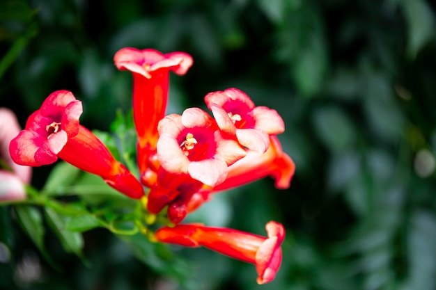 Hermosas flores tropicales rojas cerca de banner web de flores con espacio de copia para texto