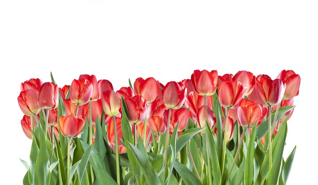 Hermosas flores de tulipán rojo aisladas sobre fondo blanco