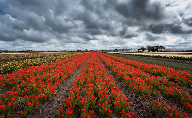 Hermosas flores de tulipán rojo colorido en campo de primavera