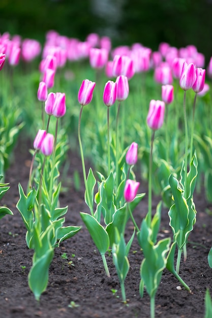 Hermosas flores de tulipán rosa