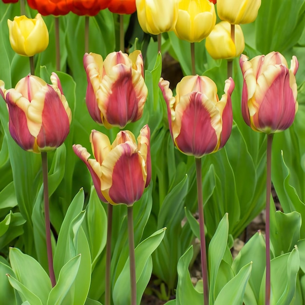 Hermosas flores de tulipán rosas y rojas en el jardín