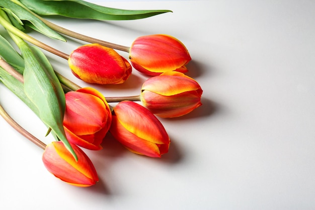 Hermosas flores de tulipán sobre fondo blanco.