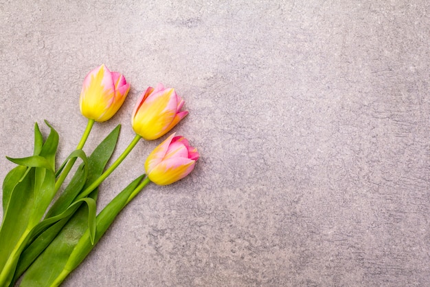 Hermosas flores de tulipán