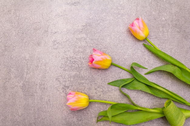 Hermosas flores de tulipán