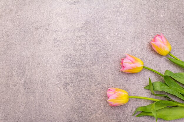 Hermosas flores de tulipán