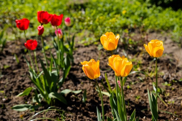 Hermosas flores de tulipanes fragantes y coloridas florecieron en un día soleado de verano en un lecho de flores en el jardín La belleza de la naturaleza Tiempo de primavera Hermoso jardín de flores ornamentales rojas y amarillas