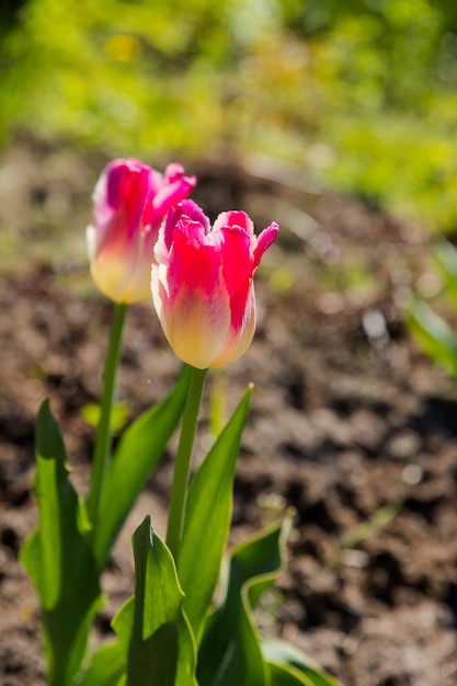 Hermosas flores de tulipanes fragantes rosas florecieron en un día soleado de verano en un lecho de flores en el jardín La belleza de la naturaleza Tiempo de primavera Hermoso jardín de flores ornamentales