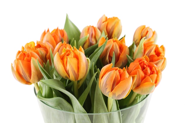 Hermosas flores tulipanes naranjas. Muchas flores se cierran