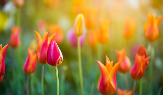 Hermosas flores tulipanes en el parque