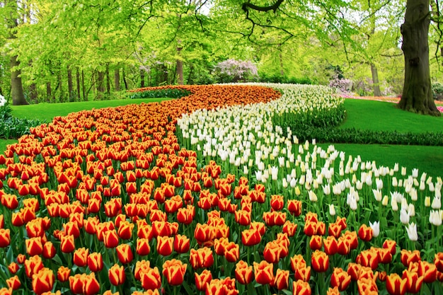 Hermosas flores de tulipanes de primavera en el parque en Holanda