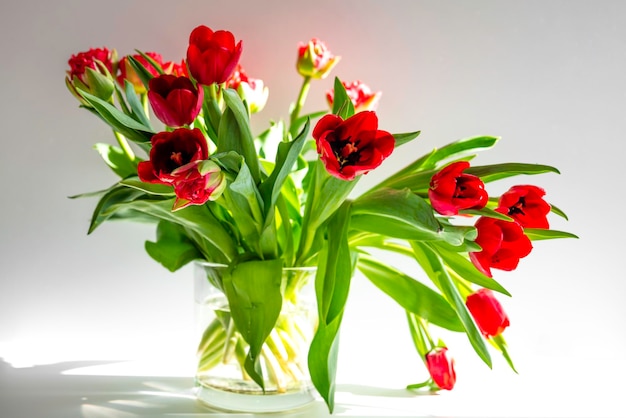 Hermosas flores de tulipanes de primavera