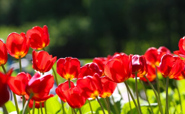 hermosas flores de tulipanes rojos con enfoque selectivo paisaje primaveral de gran formato para banner