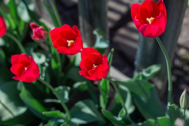 Hermosas flores de tulipanes rojos de primavera