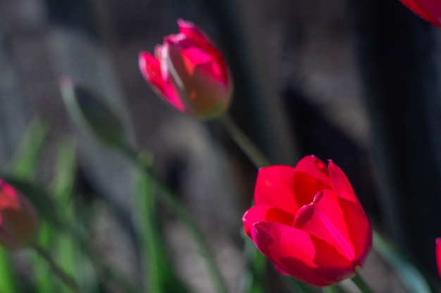 Hermosas flores de tulipanes rojos de primavera