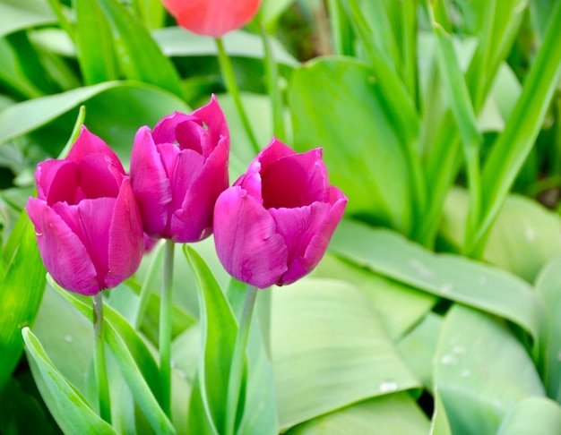 Hermosas flores de tulipanes rosa