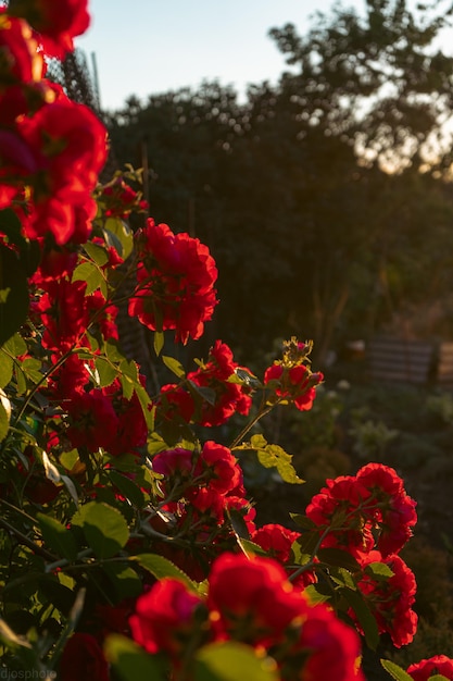 Hermosas flores de verano como fondo Rosas delicadas florecientes sobre un fondo festivo de flores florecientes un pastel y un delicado ramo de tarjetas florales