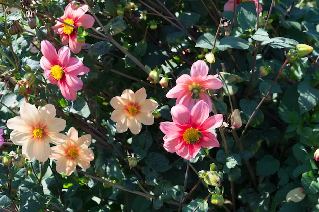 Hermosas flores de verano en flor dalias