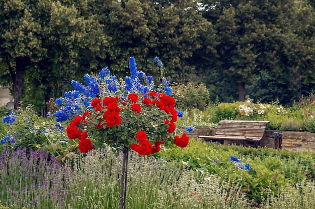 Hermosas flores de verano en el prado