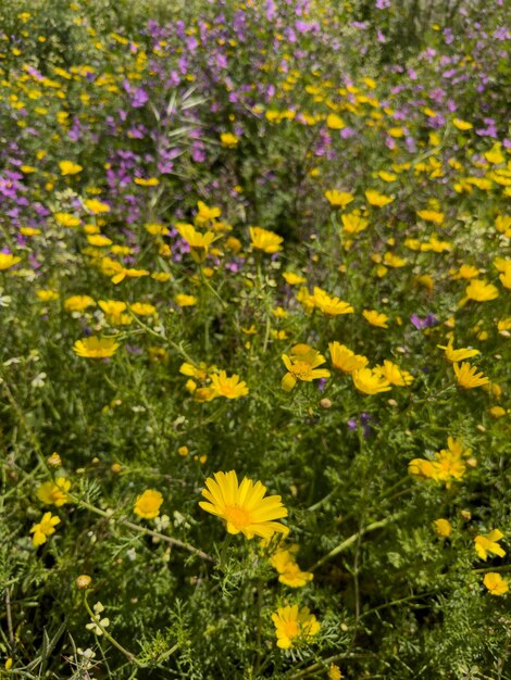 Hermosas flores en verano