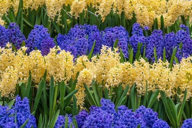 Hermosas flores vietnamitas azules y amarillas Tien Ong adornan un lecho de flores en el pueblo de montaña Sapa Vietnam del Norte