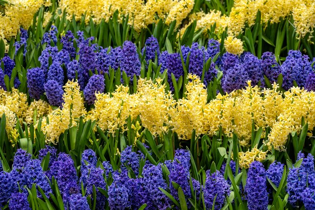 Hermosas flores vietnamitas azules y amarillas Tien Ong adornan un parterre en la aldea de montaña de Sapa, Vietnam del Norte, cerrar