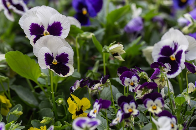 Hermosas flores de viola que florecen en el jardín en primavera