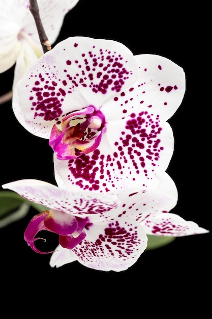 Hermosas flores violetas caseras orquídeas Macro ubicadas sobre fondo blanco