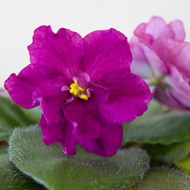 Hermosas flores violetas con hojas verdes