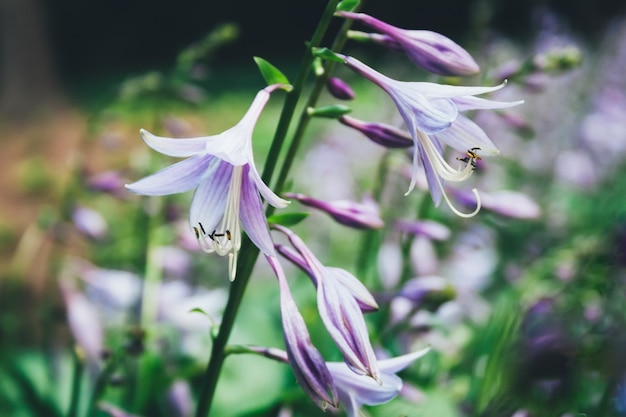 Hermosas flores violetas hosta plantaginea, similares a campanula, contra un fondo verde jugoso borroso. Hemerocallis japonica. Jardín de flores de cuento de hadas