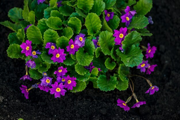 Hermosas flores violetas de primula con jugosas hojas verdes crecen en el suelo de cerca