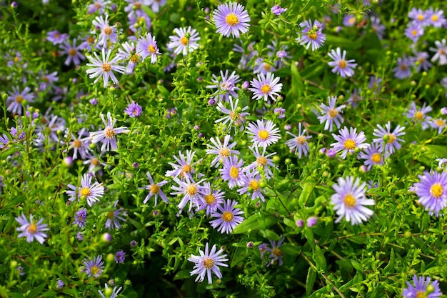 Hermosas flores violetas de Symphyotrichum dumosum