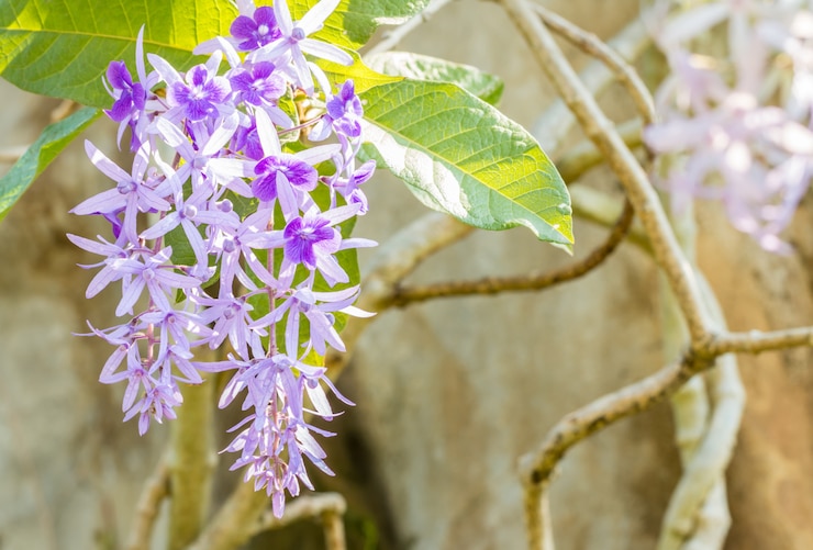 Foto hermosas flores violetas