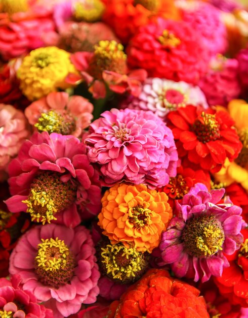 Hermosas flores de zinnia de colores brillantes Plantas ornamentales