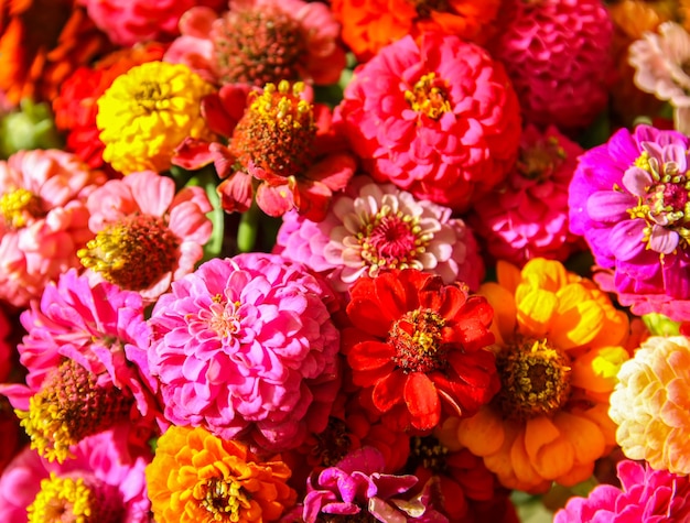 Hermosas flores de zinnia de colores brillantes.