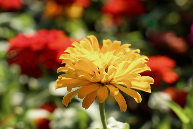 Foto hermosas flores de zinnia en la naturaleza