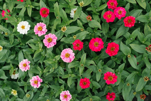Hermosas flores de zinnia rosa y carmesí en el jardín de verano