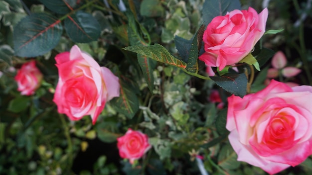 hermosas flores