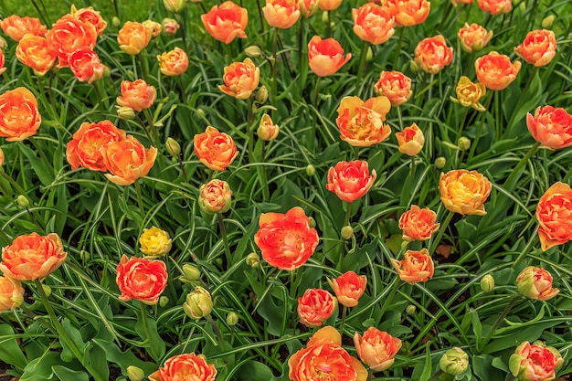 Hermosas flores