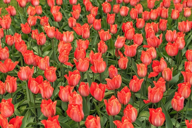 Hermosas flores