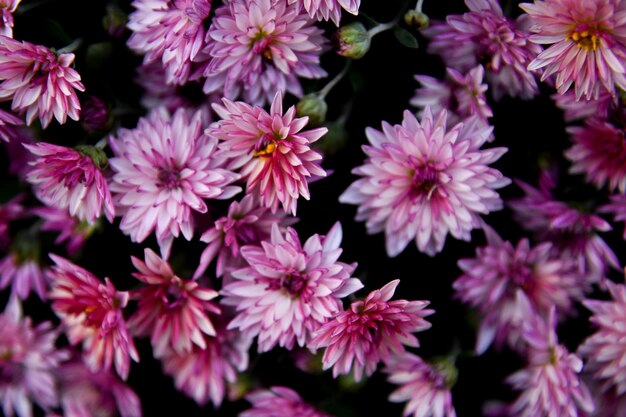 hermosas flores