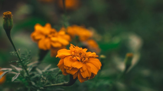 hermosas flores