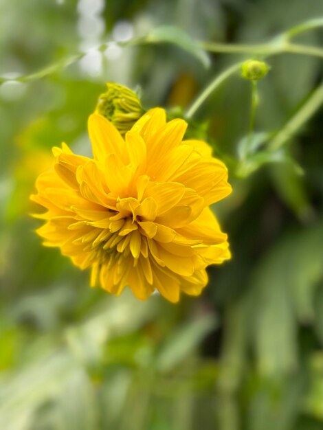 hermosas flores