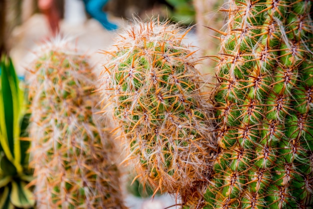 Hermosas fotos macro de cactus espinoso.