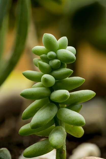 Hermosas fotos macro de plantas en jardineras