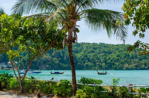 Hermosas fotos de palmeras y vistas al mar