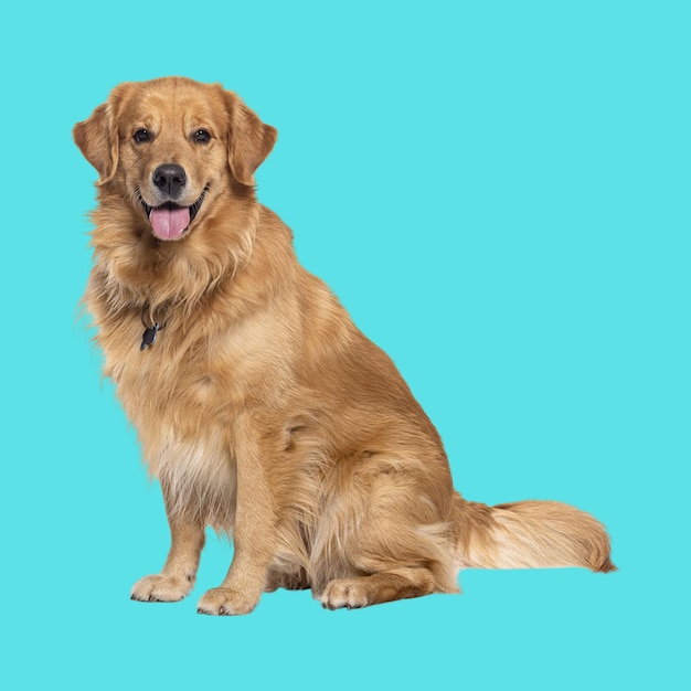 Hermosas fotos de la raza de perro Golden Retriever aislado sobre un fondo transparente 2
